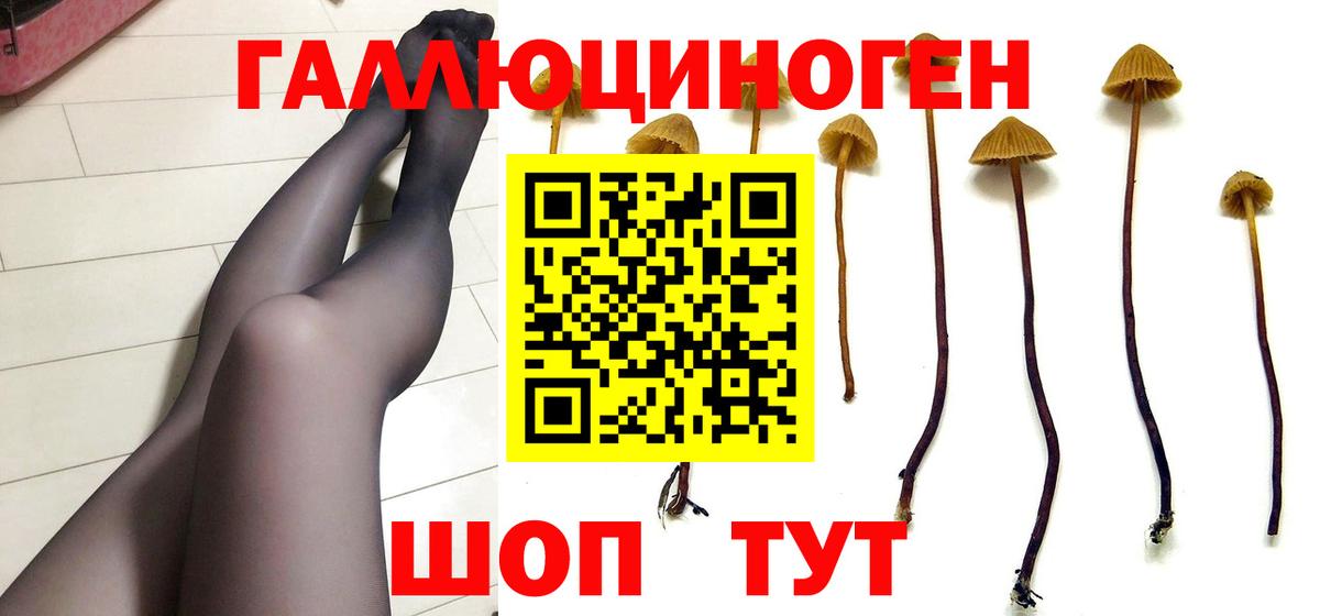Осинники  Псилоцибиновые грибы Psilocybine cubensis  закладка  Вход с VPN 